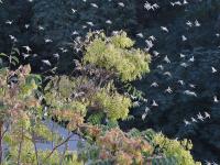 Locust Attack: दिल्ली से सटे गुरुग्राम पहुंचा टिड्डियों का झुंड, फिलहाल दिल्ली का रुख नहीं - | Locust swarms attack in gurugram haryana and delhi on high alert see pics | Latest india Photos at Lokmatnews.in