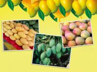 Pics: जानिए किन देशों में पैदा होता है सबसे ज्यादा आम, भारत नंबर 1, नंबर 2 चीन भी है काफी पीछे - | In Pics: India tops the list in production of Mango, China at number 2, view full list | Latest india Photos at Lokmatnews.in