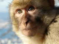 Telangana में बंदर के साथ ग्रामीणों की क्रूरता, जिंदा बंदर को फांसी के फंदे से लटकाया