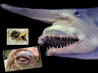 ये खतरनाक जीव कुछ सालों में हो सकते हैं दुनिया से विलुप्त, देखें एक झलक - | Viral Pics: Worlds most unique and rare species that are about to extinct | Latest weird Photos at Lokmatnews.in