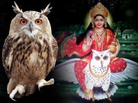 जानिए धन की देवी लक्ष्मी की सवारी उल्लू से जुड़ी रोचक मान्यताएं, यहां चढ़ाई जाती है इसकी बलि - | Photos: Interesting facts about owl On Diwali | Latest weird Photos at Lokmatnews.in