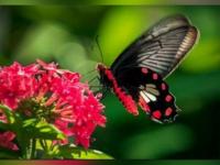देश का पहला पॉलीनेटर पार्क, हल्द्वानी में बनकर तैयार, जानिए खासियत - | Uttarakhand India's first pollinators park butterfly expert at Haldwani viral see pics | Latest india Photos at Lokmatnews.in