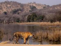 जरूरी सूचनाः यहां जानें से पहले डेट देख लें, राजस्थान के चारों टाइगर रिजर्व इस दिन रहेंगे बंद, जानें टाइमटेबल | Rajasthan All four tiger reserves will remain closed tourists every Wednesday from July 1 Important information Check date knowing here | Latest rajasthan Photos at Lokmatnews.in