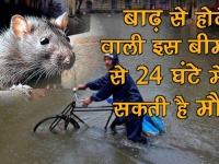 चूहे के पेशाब से होने वाली इस बीमारी से 24 घंटे में मौत का खतरा