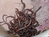 सावन की पहली सोमवारी को दिखे सांप के 100 बच्चे, लोगों ने कोबरा को पतीले में रख कर किया ये काम, देखें वायरल तस्वीरें - | Snake cobra 100 see in Mp betul in sawan Monday people worshiped see picture | Latest weird Photos at Lokmatnews.in