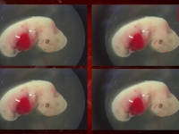 वैज्ञानिकों ने की चमत्कारी खोज,अब अंगो की कमी से नहीं होगी किसी की मृत्यु