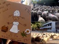 स्कूल पंहुचा बंद होने की कगार पर, तो करवा दिया 15 भेड़ों का एडमिशन, देखें Photos - | Photos: 15 sheep enrolled as student to continue french school | Latest weird Photos at Lokmatnews.in