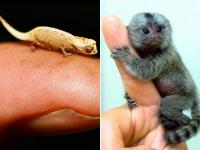 ये हैं दुनिया के सबसे छोटे 13 जानवर, देखें तस्वीरें - | Photos: 13 of the smallest animals on Earth | Latest weird Photos at Lokmatnews.in