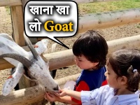 तैमूर अली खान ने बिना डरें बकरियों को खिलाया चारा- देखें ये Cute Video