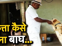 50 रुपया खर्च कर किसान ने अपने कुत्ते को बना दिया बाघ