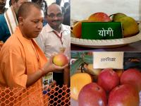 मैंगो फेस्टिवल में योगी आम ने मारी बाजी, 700 किस्म के आम हुए शामिल, देखें तस्वीरें - | Yogi mango trending in Mango Festival, 700 varieties of mango were included, view pics | Latest india Photos at Lokmatnews.in