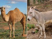 सिर्फ गाय-भैंस का नहीं, ऊंटनी, घोड़ी और गधी सहित इन 7 पशुओं का दूध भी है फायदेमंद - | different animals give milk and their health benefits | Latest health Photos at Lokmatnews.in