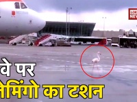 वायरल वीडियोः रनवे पर फ्लेमिंगो पक्षी का टशन, रुकवा दिया प्लेन और मस्ती में चलता रहा