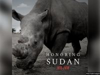 विलक्षण प्रजाति के आखिरी गैंडे 'सुडान' का निधन, क्रिकेटर रोहित शर्मा ने तस्वीर शेयर करके जाहिर किया दुख - | Last white male rhino 'Sudan' dies, Indian Cricketer Rohit Sharma shares the images | Latest world Photos at Lokmatnews.in