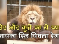Funny Viral : शेर और कुत्ते का ये प्यार आपका दिल पिघला देगा