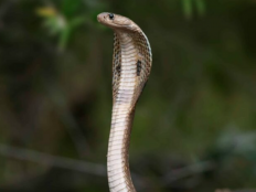 भारत में सांप के काटने से हर साल जान गंवाते हैं 50 हजार लोग, दुनिया में सबसे ज्यादा, बीजेपी सांसद ने लोकसभा में उठाया मुद्दा