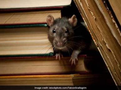 प्रत्याशी का दावा, स्ट्रांगरूम में रखी ईवीएम को चूहों से खतरा, अधिकारियों ने मना किया