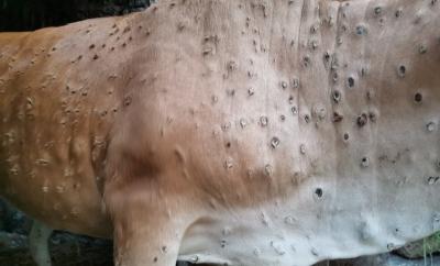 protect the cow from lumpy virus | protect-the-cow-from-lumpy-virus | Latest india Photos at Lokmatnews.in