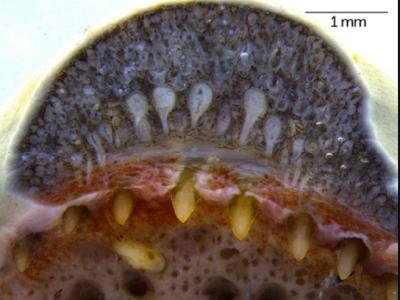 तस्वीर स्त्रोत- sciencenews.org तस्वीर स्त्रोत- sciencenews.org