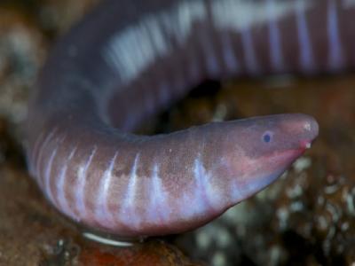 caecilians caecilians