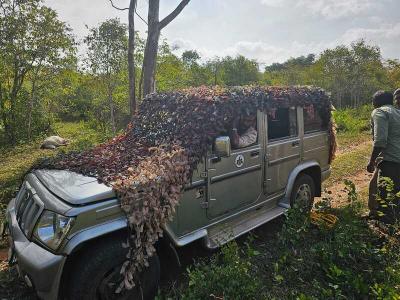 (नरभक्षी बाघ को पकड़ने का सबसे तेज और सबसे मजबूत ऑपरेशन मंगलवार को पूरा किया गया) (नरभक्षी बाघ को पकड़ने का सबसे तेज और सबसे मजबूत ऑपरेशन मंगलवार को पूरा किया गया)