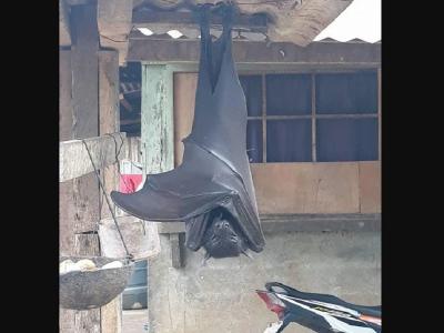 Human-Sized Bat viral photo Human-Sized Bat viral photo