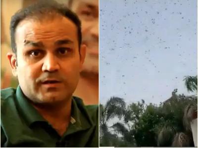 वीरेंद्र सहवाग के घर के ऊपर टिड्डी दल का 'हमला', खुद वीडियो शेयर कर लिखा...