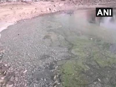 जोधपुर जिले के सोलिया गांव में तालाब के किनारे मरी मछलियां (तस्वीर स्त्रोत- ANI) जोधपुर जिले के सोलिया गांव में तालाब के किनारे मरी मछलियां (तस्वीर स्त्रोत- ANI)