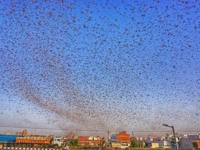 टिड्डियों का खतरा (प्रतीकात्मक तस्वीर)