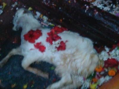 माता मुंडेश्वरी धाम में बलि का अद्भुत तरीका माता मुंडेश्वरी धाम में बलि का अद्भुत तरीका