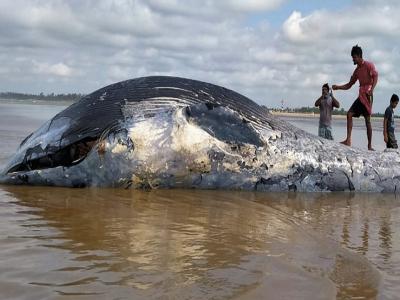 <a href='https://www.lokmatnews.in/topics/west-bengal/'>पश्चिम बंगाल</a> में समुद्र किनारे मिली विशाल व्हेल