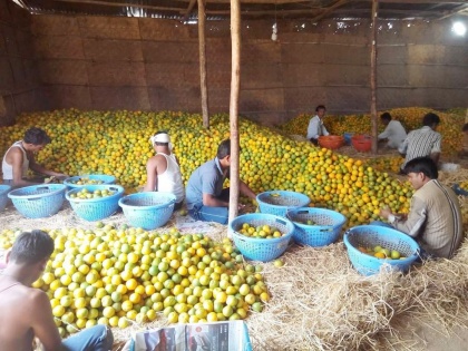 maharashtra nagpur oranges sold lowest prices after demonetisation exploitation farmers | नोटबंदी के बाद सबसे कम कीमतों पर बिक रहे नागपुरी संतरे, मुसीबत में किसान, आमदनी छोड़िए, लागत निकल जाए