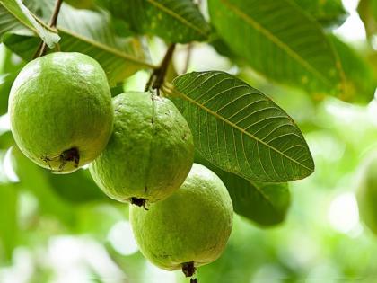 सर्दियों में फलों का राजा है अमरूद, फायदे जानकार हो जाएंगे दंग