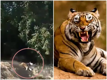 Fearless tiger attack a man, Video goes viral | Video: बाघ ने हवा में इस शख्स को लपका, आगे जो हुआ उसने कर दिया सभी को हैरान