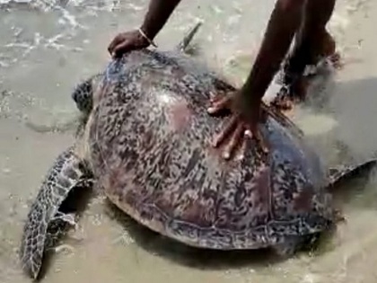 100 kg turtle released into the sea it washed ashore alive at Mandapam seashore in Ramanathapuram district tamilnadu | 100 किलो का कछुआ फंस गया था किनारे, ऐसे फिर लौटा समुंदर की गोद में