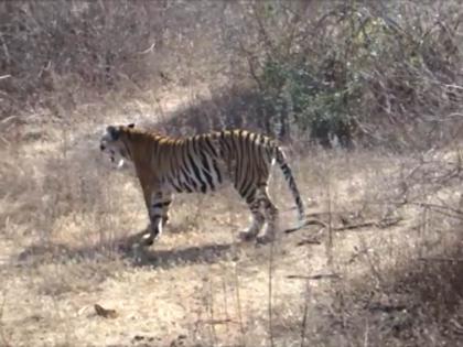 DELHI ZOO Bittu Azad, 10 years old, was imprisoned for 6 years, will walk and breathe in open air | 10 साल का ‘बिट्टू’ आजाद, 6 वर्ष से था कैद, चहलकदमी करेगा और खुली हवा में सांस लेगा