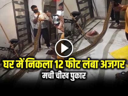 Watch 12 feet long python found in a house, incident from Chandpur area of Bulandshahr see video | VIDEO: घर में निकला 12 फीट लंबा अजगर, मची चीख पुकार, देखें वीडियो