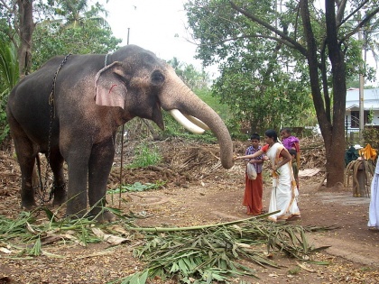 Collector can decide on parading of elephant for ‘Pooram’: Kerala HC. | त्रिशूर के ‘पूरम’ पर्व में भाग लेंगे केरल के सबसे ऊंचे गजराज ‘तेचीक्कोत्तुकावु रामचंद्रन’, 13 मई को महोत्सव