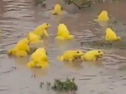Monsoon Madhya Pradesh pond filled with yellow frogs center curiosity brings the message of good rain. | मध्य प्रदेश में मानसूनः पीले मेंढकों से भरा तालाब, कौतूहल का केंद्र, अच्छे बरसात का संदेश लाते हैं