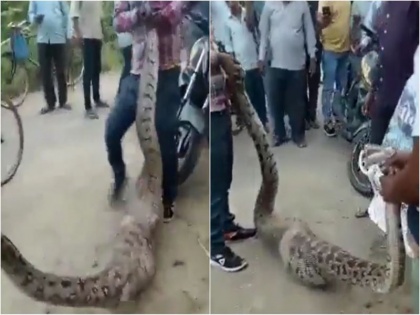 15 foot python resting up Kanpur CSA University after swallowing goat rescue viral video | देखें वीडियो: बकरी निगल कर कानपुर के सीएसए यूनिवर्सिटी में आराम कर रहा था 15 फुट का अजगर, मचा हंगामा