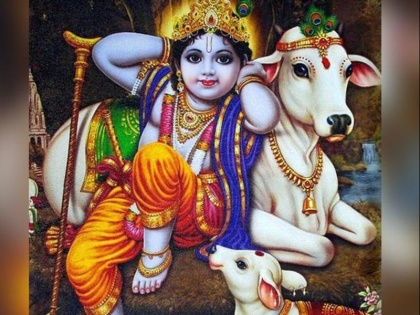 gopastami 2018: know the date time, muhurt and significance in hindi | गोपाष्टमी 2018: जानें कब है गोपाष्टमी और क्या है श्रीकृष्ण और गाय की पूजा का शुभ मुहूर्त- महत्व