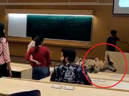 Stray cow walks into IIT Bombay class. Has she cleared JEE, asks Internet | आईआईटी-मुंबई के क्लास रूप में गाय, समिति गठित, सोशल मीडिया पर वायरल