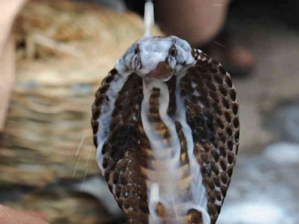 Nag Panchami Special: Why people offer milk to snakes on nag panchami, know the religious significance | नागपंचमी पर सांपों को दूध पिलाने की प्रथा के पीछे छिपा है ये विचित्र कारण