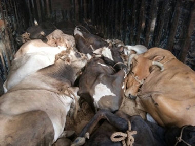 Closed stray cows in the small room of the government school, did not give food and drink for seven days, 17 cows died | सरकारी स्कूल के छोटे कमरे में आवारा घूम रहे गौवंशों को बंद किया, सात दिन तक खाने-पीने को नहीं दिया, 17 गाय-बैलों की मौत