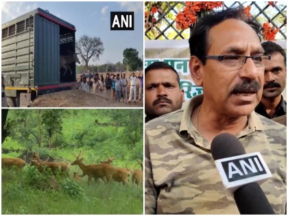 19 swamp deer released in Madhya Pradesh Bandhavgarh Tiger Reserve special enclosure built for Barasingh watch video | मध्य प्रदेश के बांधवगढ़ टाइगर रिजर्व में छोड़े गए 19 दलदली हिरण, बारासिंघों के लिए बनाया गया खास बाड़ा, देखें वीडियो