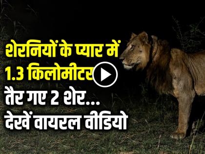 2 African Lion Swimming Completed a Record Breaking Swim Across a Predator infested river | VIDEO: शेरनियों के प्यार में 1.3 किलोमीटर तैर गए 2 शेर, देखें वायरल वीडियो