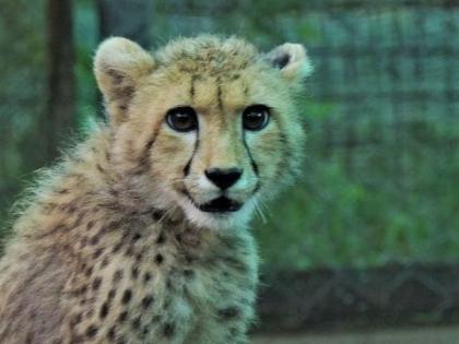 Kuno national park 2 cheetah cubs born Nirva found dead cause unknown mutilated body recovered | Kuno national park: कूनो राष्ट्रीय उद्यान में अफ्रीकी चीता निर्वा के दो शावक मृत?, क्षत-विक्षत शव बरामद