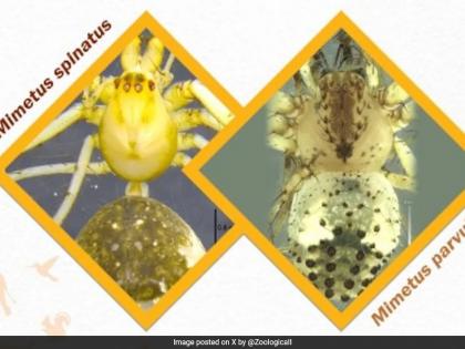Western Ghats 2 New Spider Species Found discovery comes 118 years after last Mimetus species was found in India | Western Ghats New Spider: मकड़ी की दो नई नस्ल, मिमेटस नस्ल की मकड़ी की पिछली खोज 118 साल पहले हुई थी, जानें विशेषता Western Ghats 2 New Spider Species Found discovery comes 118 years after last Mimetus species was found in India | Western Ghats New Spider: मकड़ी की दो नई नस्ल, मिमेटस नस्ल की मकड़ी की पिछली खोज 118 साल पहले हुई थी, जानें विशेषता