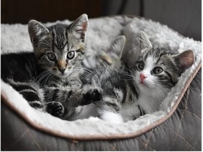 Coronavirus: 2 pet cats test COVID-19 positive in New York | जानवरों को भी कोरोना बनाने लगा अपना शिकार, बाघिन के बाद पालतू बिल्लियां निकलीं कोविड-19 पॉजिटिव Coronavirus: 2 pet cats test COVID-19 positive in New York | जानवरों को भी कोरोना बनाने लगा अपना शिकार, बाघिन के बाद पालतू बिल्लियां निकलीं कोविड-19 पॉजिटिव