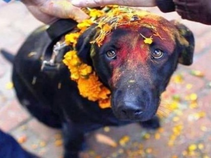 chhattisgarh state has a dog temple where people worship the dog | यहां कुत्ते की पूजा के लिए बना है विशेष मंदिर, लोग मांगने आते हैं मन की मुराद